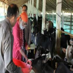 Gau Shala, Ramachandrapura Mutt